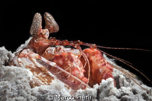 Spearing Mantis Shrimp, portrait by Marco Fierli 